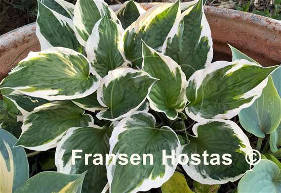 Hosta Patriot